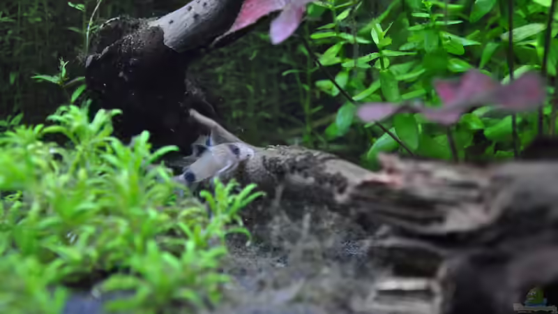 Corydoras panda/Panda Panzerwels von Michael Z. (36)
