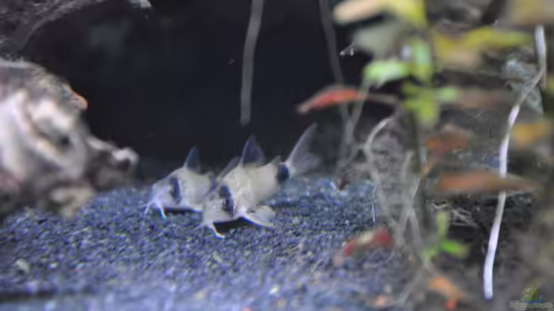 Corydoras panda/Panda Panzerwels von Michael Z. (38)