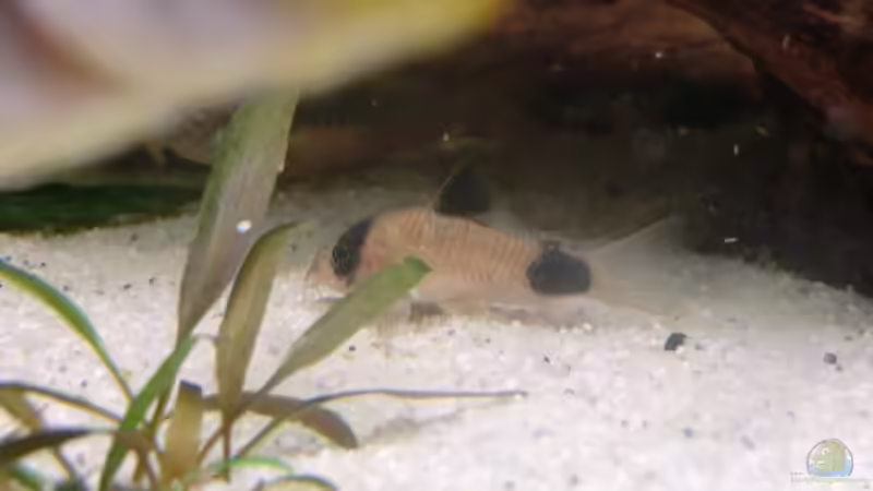 Corydoras panda (Panda-Panzerwels) von Morten (12)