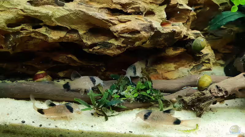 Corydoras Panda relaxen ein wenig  von Köllebärbling (34)