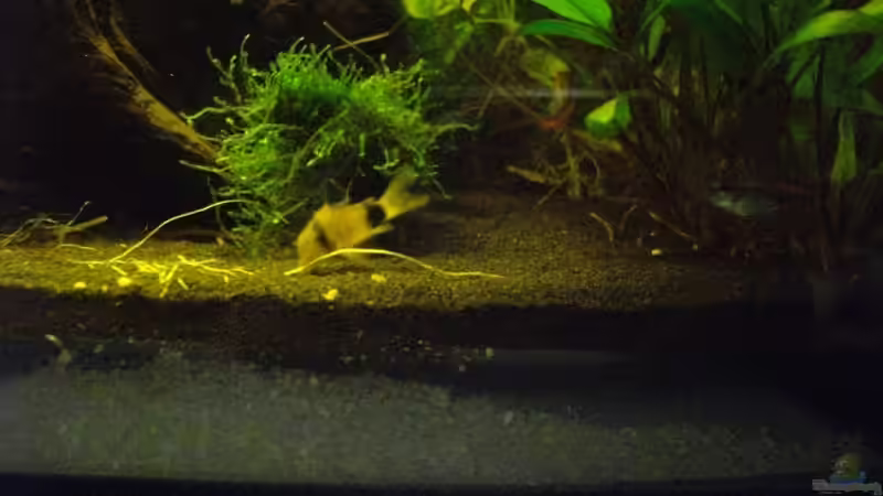 Corydoras panda von Caricciola (12)