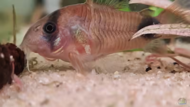 Corydoras panda von David Schneider Aquaristik (23)