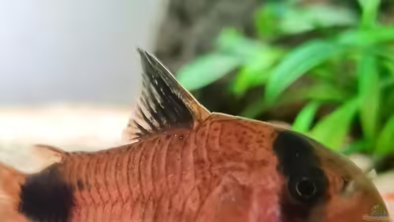 Corydoras panda von David Schneider Aquaristik (24)