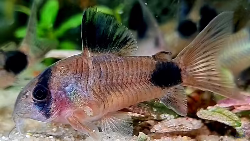 Corydoras panda von David Schneider Aquaristik (27)