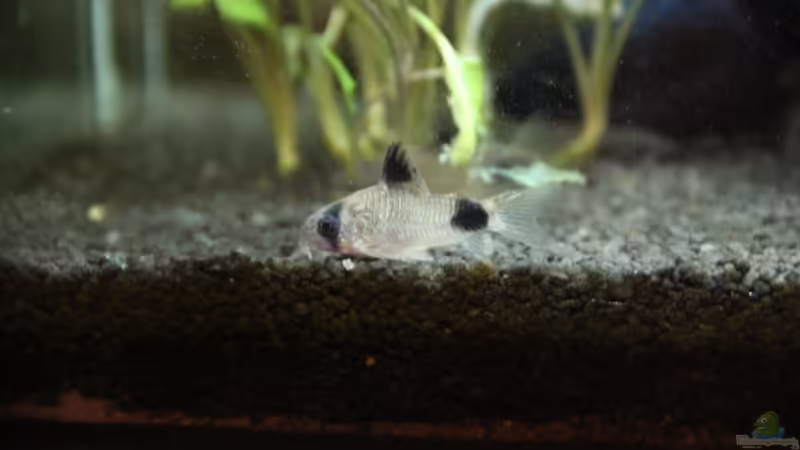Corydoras Panda von Domenico W. (9)
