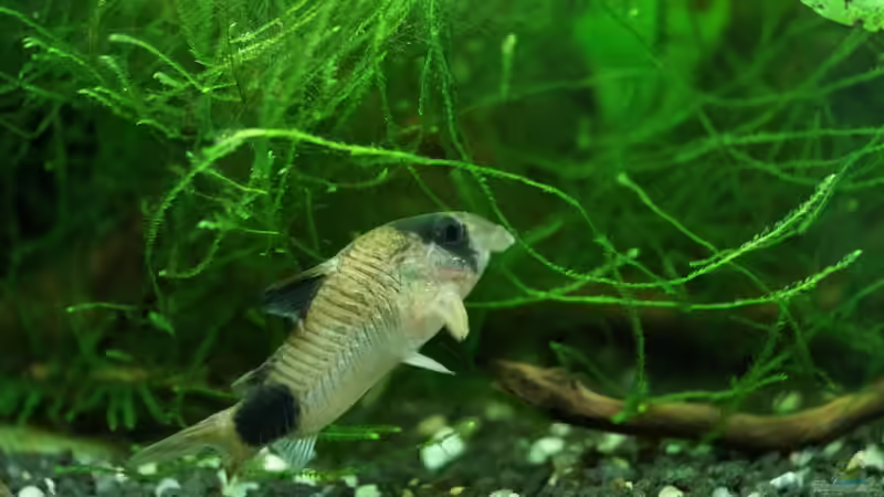 Corydoras panda von Guido Seifert (18)