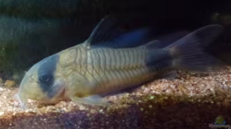Corydoras panda von Guppy62 (34)