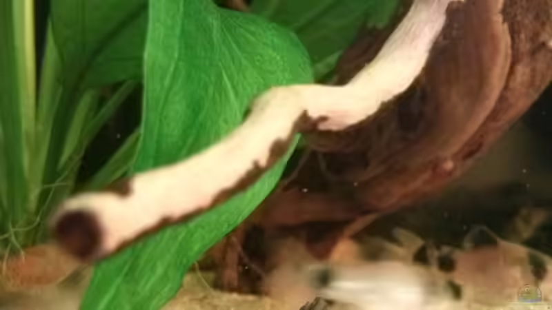 Corydoras panda von GuyIncognito (29)