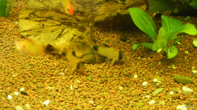Corydoras panda von Life (44)