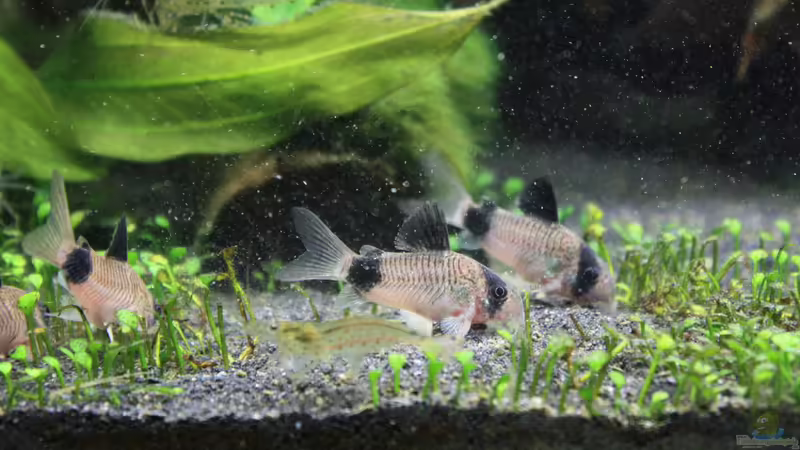 Corydoras Panda von Pfennigkraut (22)
