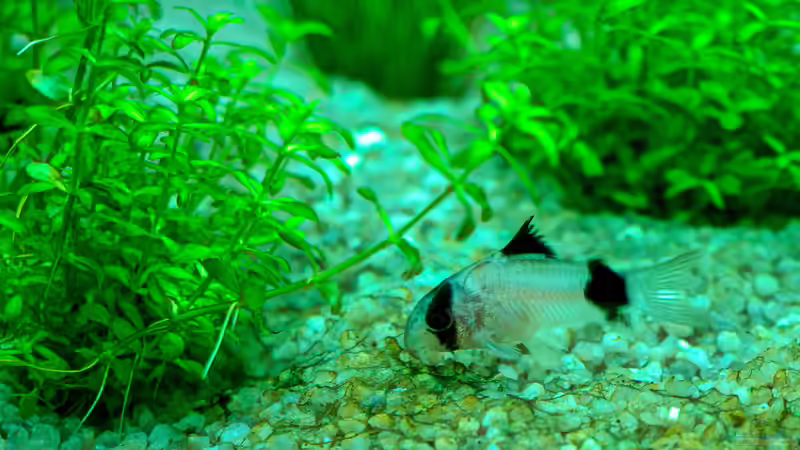 Corydoras panda von Phil Cave (73)