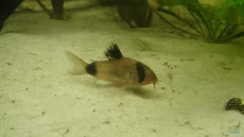 Corydoras panda von Sven Pohlner (18)