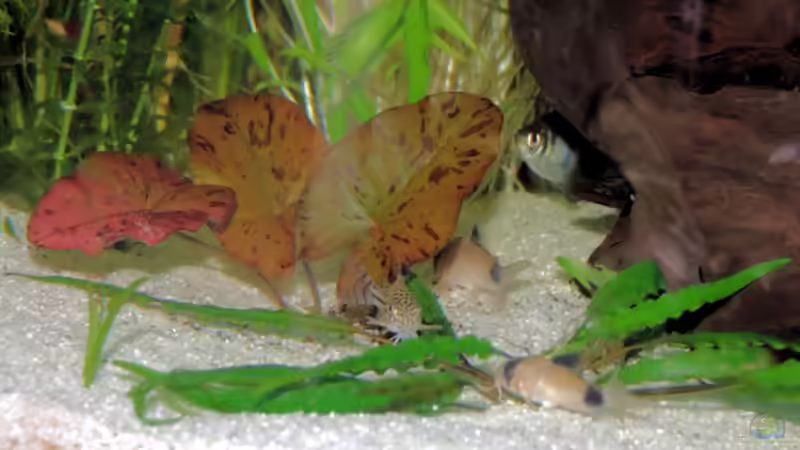 Corydoras panda von The Last (7)