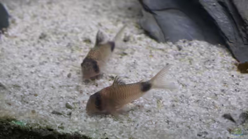 Corydoras panda von Thomas De Vries (12)