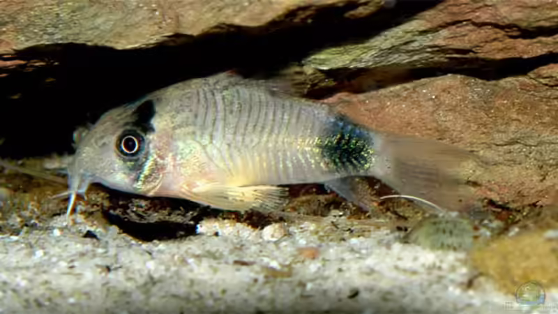 Corydoras panda von Volker Hebestreit (8)