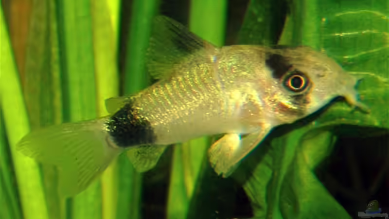 Corydoras panda von Volker Hebestreit (9)