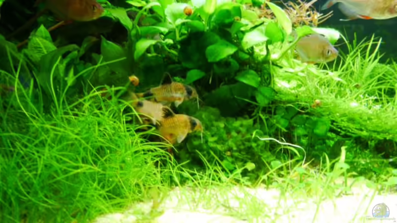 Corydoras panda von Zebraschneggla (41)