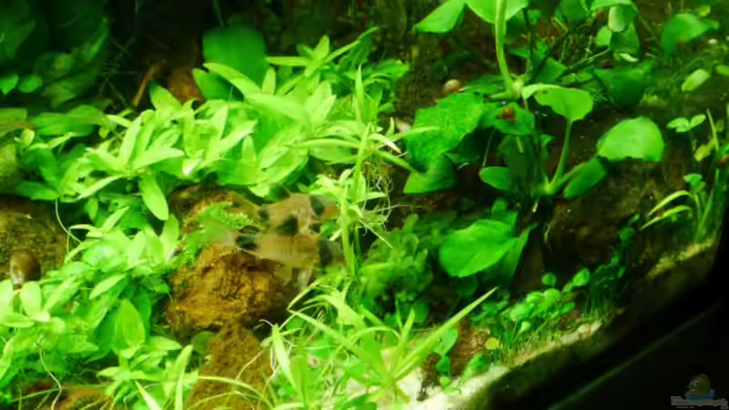 Corydoras panda von Zebraschneggla (43)
