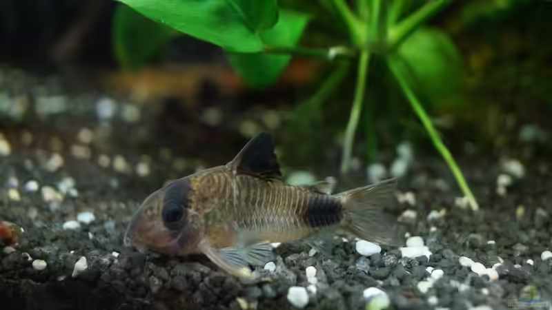 Corydoras panda Weibchen von Guido Seifert (19)