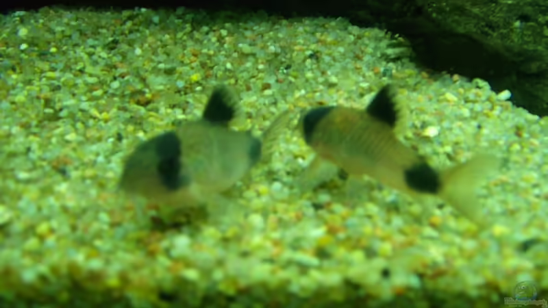 Aquarien für Corydoras panda (Panda-Panzerwels)