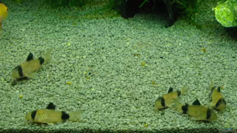 Aquarien für Corydoras panda (Panda-Panzerwels)