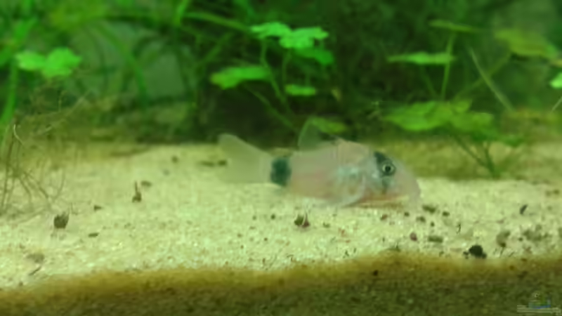 Aquarien für Corydoras panda (Panda-Panzerwels)