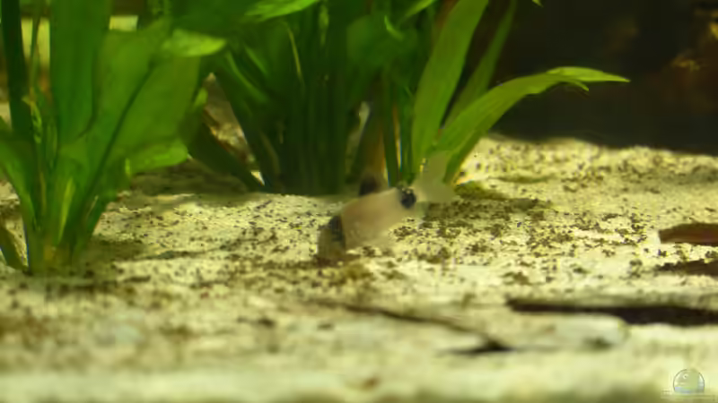 Aquarien für Corydoras panda (Panda-Panzerwels)