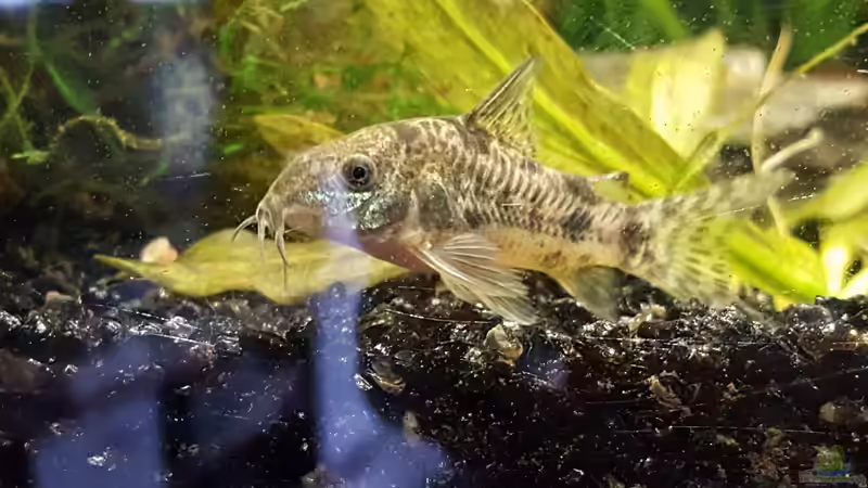 Corydoras Plaetus von painless Tdb-music (24)