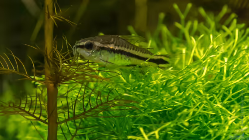 Corydoras pygmaeus 24.08.15 von Betta Chris (141)