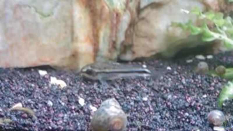 corydoras pygmaeus mit blauer PHS von gruenet (8)