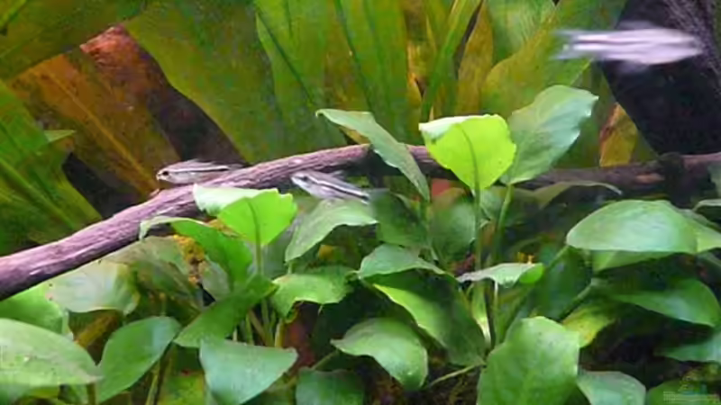 Corydoras pygmaeus von Andreas Fuchs (16)