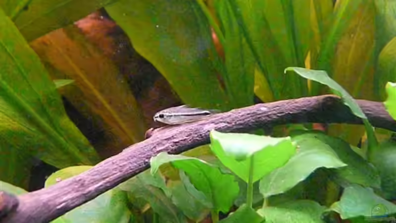 Corydoras pygmaeus von Andreas Fuchs (17)