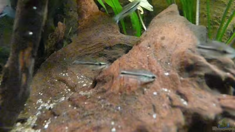 Corydoras pygmaeus von Andreas Fuchs (18)