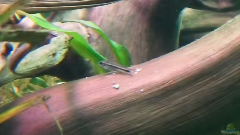 Corydoras pygmaeus von Jan S. (32)