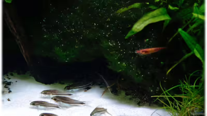 Corydoras pygmaeus von Ralf64 (64)