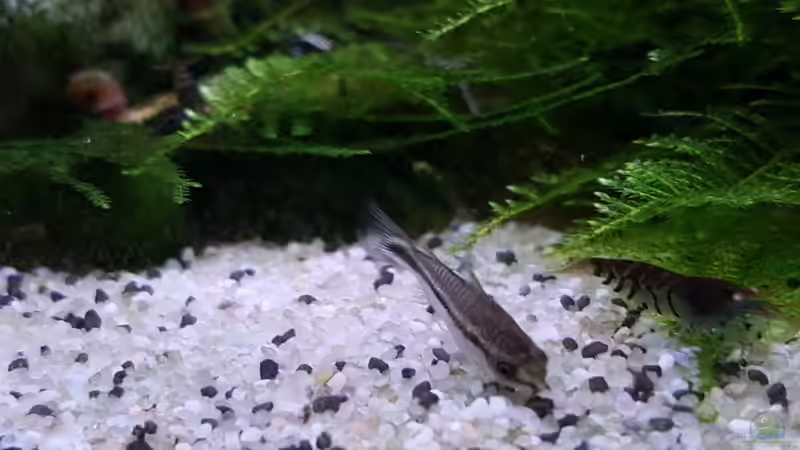 Corydoras pygmaeus von YoshiMaus (16)