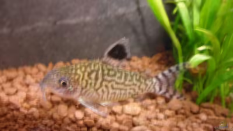 Corydoras reticulatus - Netzpanzerwels von McCena (15)