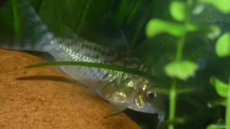 Corydoras reticulatus im Aquarium halten (Einrichtungsbeispiele mit Netz-Panzerwels)