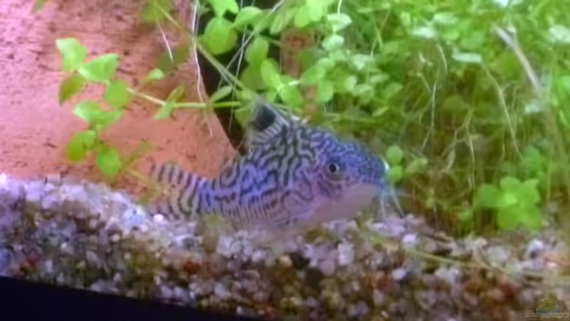 Corydoras reticulatus von Deino (45)