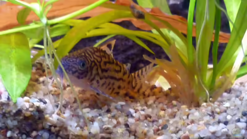 Corydoras reticulatus im Aquarium halten (Einrichtungsbeispiele mit Netz-Panzerwels)