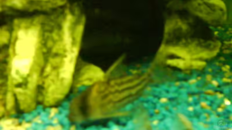 corydoras schwartii - bänder Panzerwels von Janik Ruser (11)