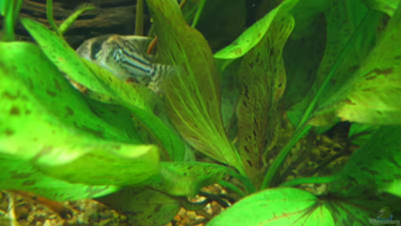Corydoras schwartzi auf Echinodorus ozelot von TB (8)