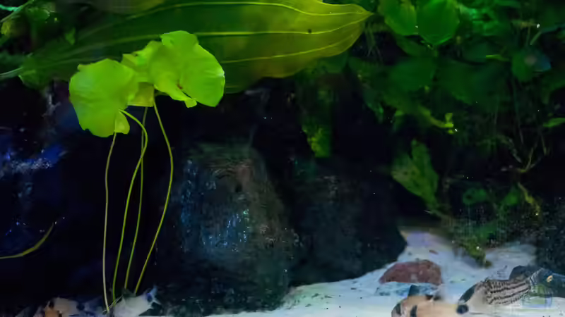 Corydoras Schwartzi und Corydoras Panda teilen sich den Bodenbereich von Melusine Vom Musenhain (8)