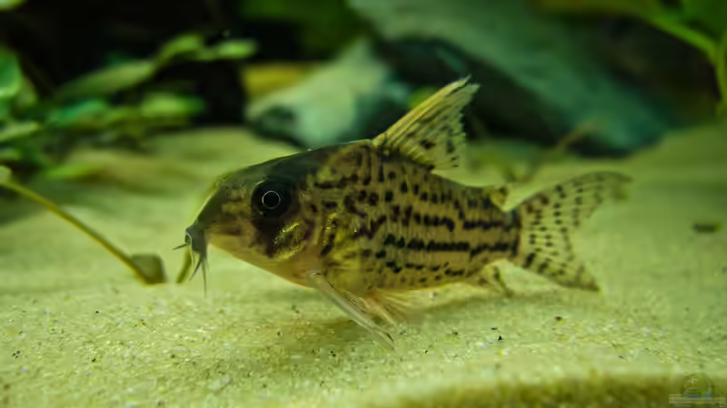 Corydoras schwartzi von Nico Frische (17)