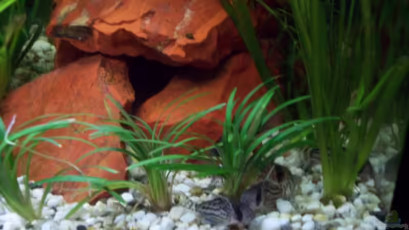 Corydoras schwartzi von Sabrina Fabig (8)