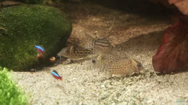 Aquarien mit Corydoras schwartzi (Schwartz´ Panzerwels)