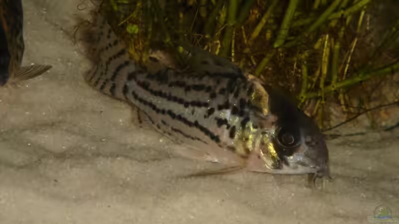 corydoras schwartzii von Traenenreiter (11)