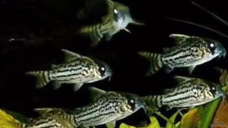 Aquarien mit Corydoras schwartzi (Schwartz´ Panzerwels)