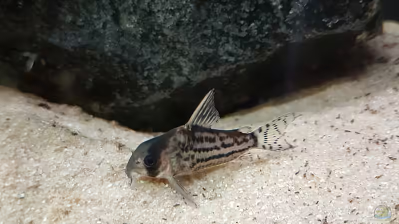 Corydoras Schwarzi  von Hoffi (18)
