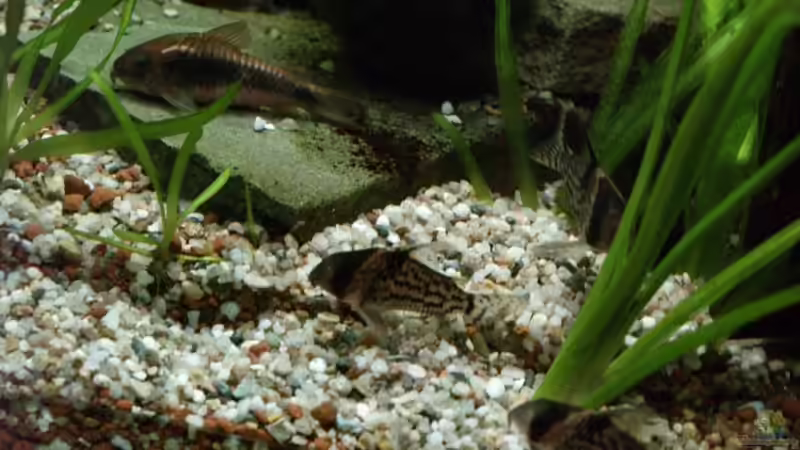 Corydoras Schwarzii & Corydoras aeneus von Thomas Rengier (23)